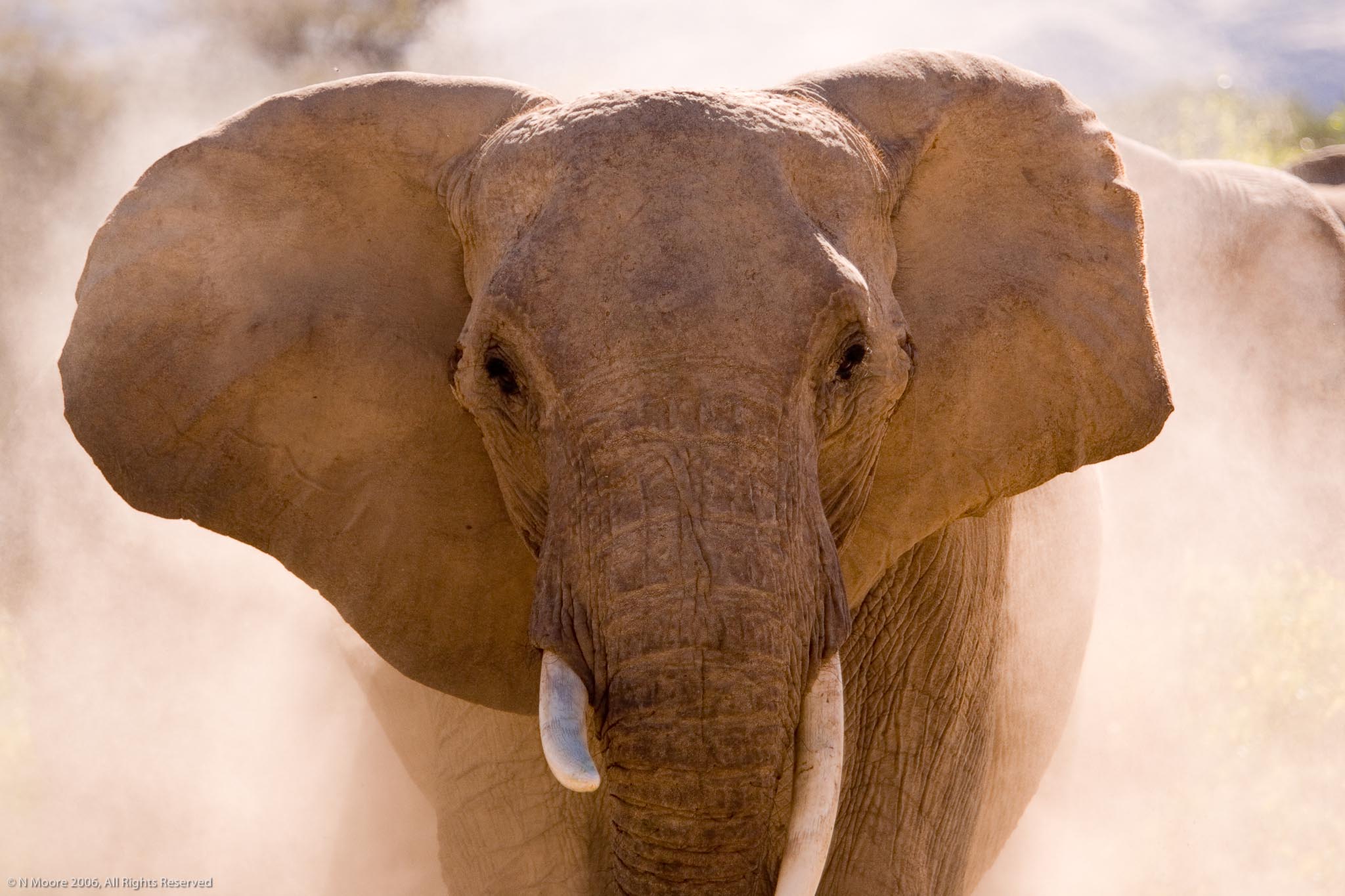 Desert elephant, Namibia