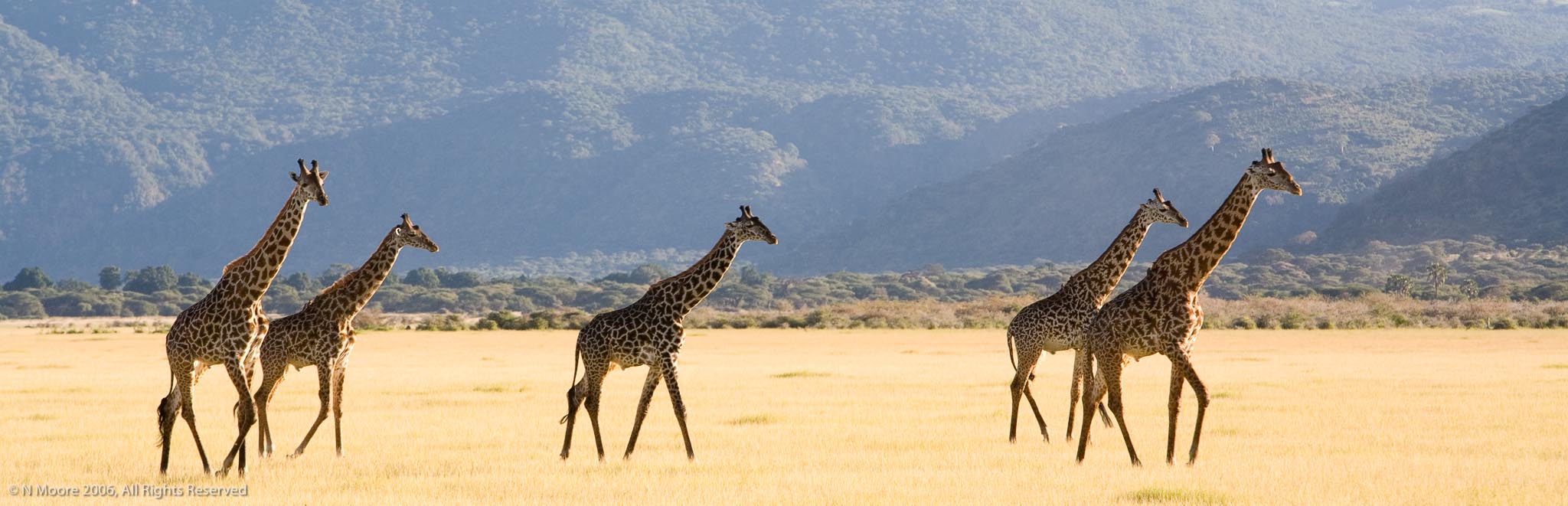 A journey of giraffes, Manyara