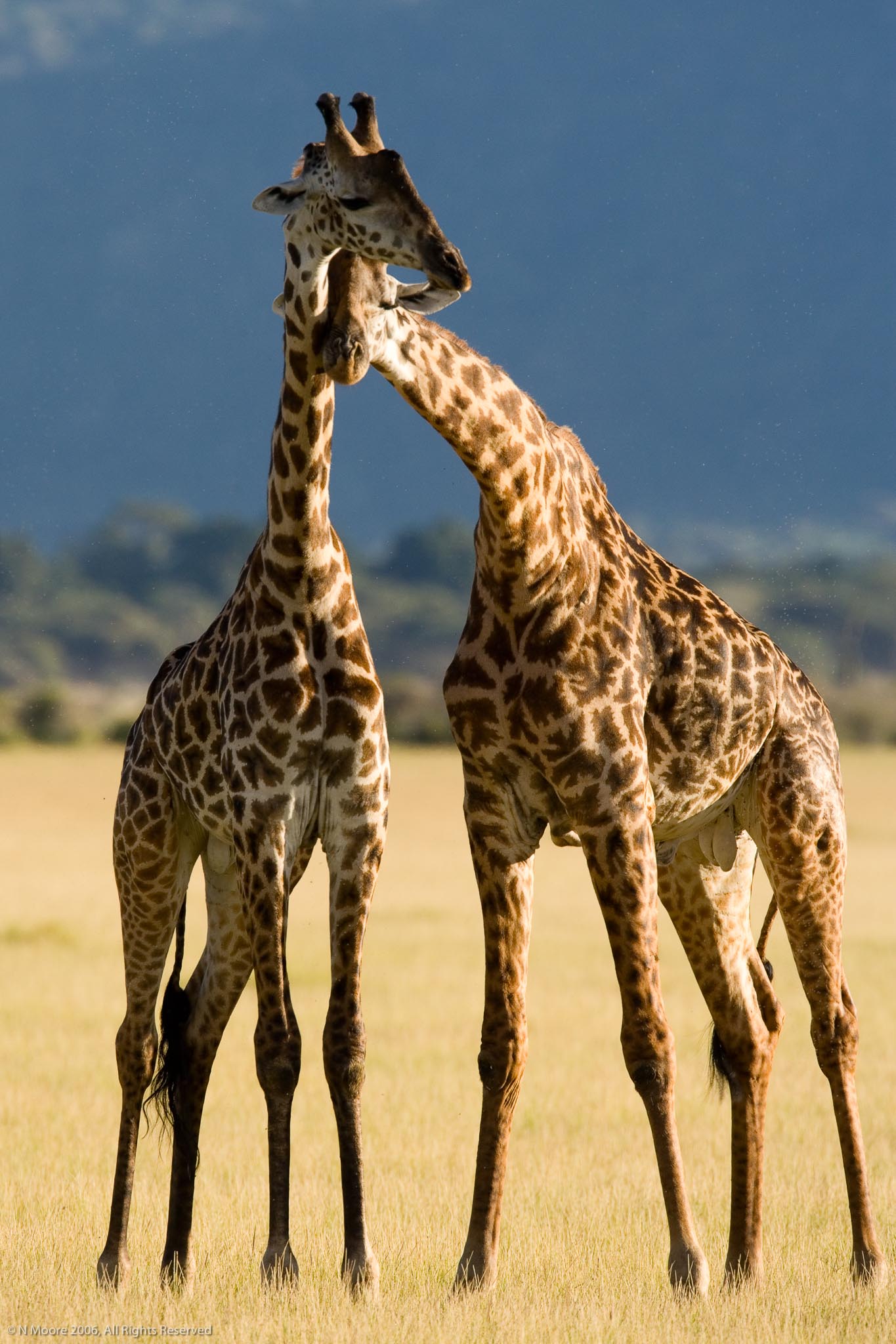 Friend or foe?, Manyara