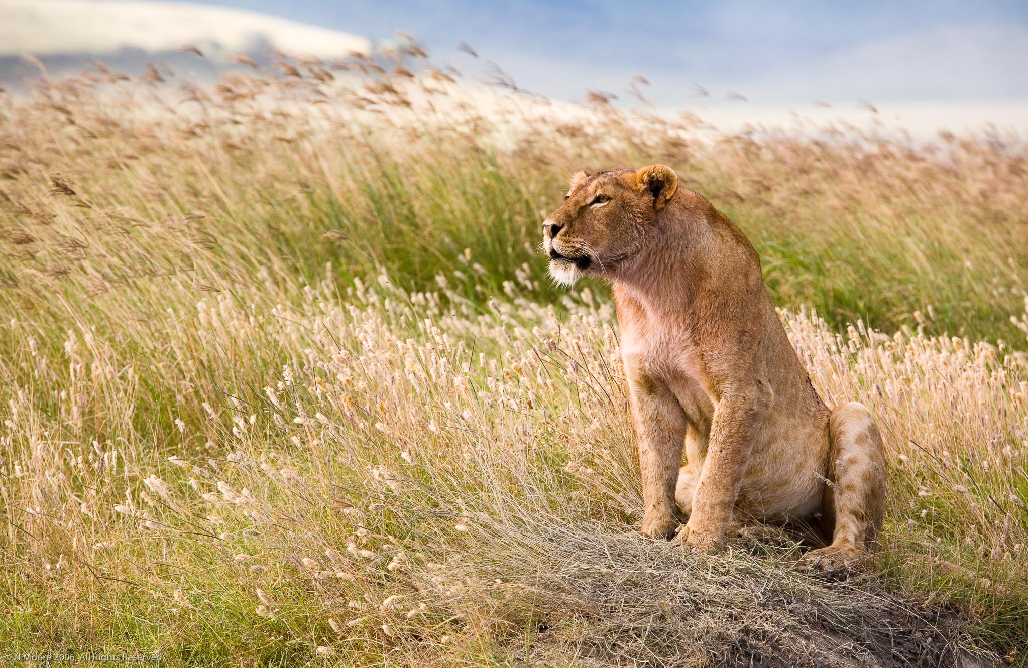 Lioness calling, Ngorongoro crater