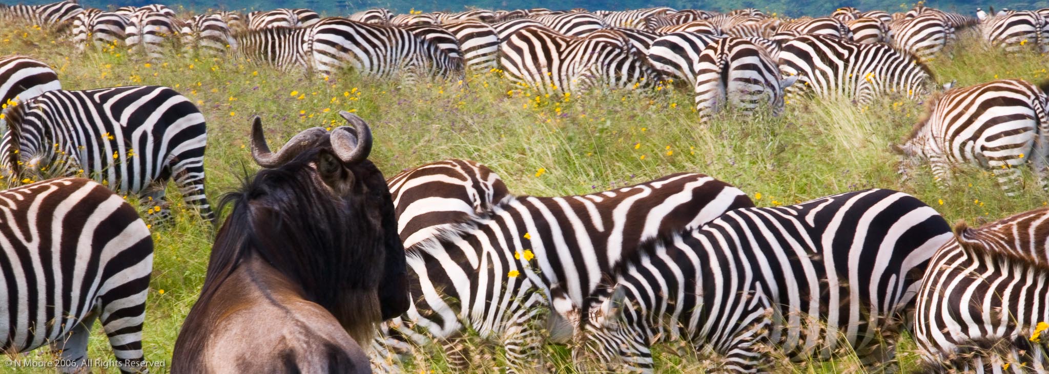 Lone wildebeest, Ngorongoro Crater