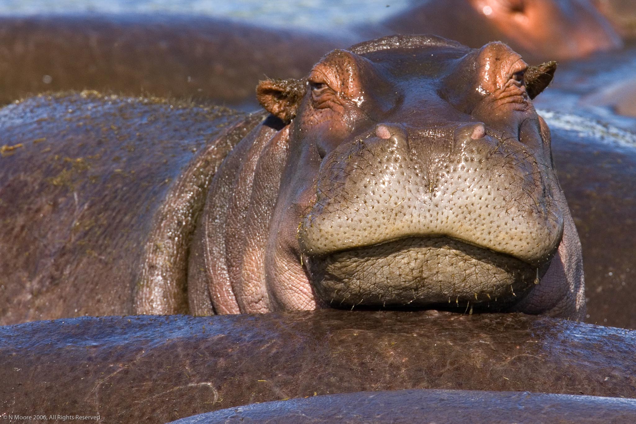 Hippo pool, Serengeti