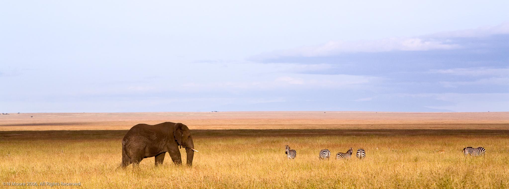 Serengeti stroll